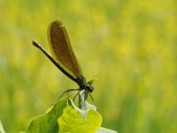 gebaenderte Prachtlibelle